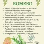 Beneficios del Romero para tu Salud