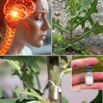 PROPIEDADES Y BENEFICIOS DE LA LECHUGA ESPINOSA –
