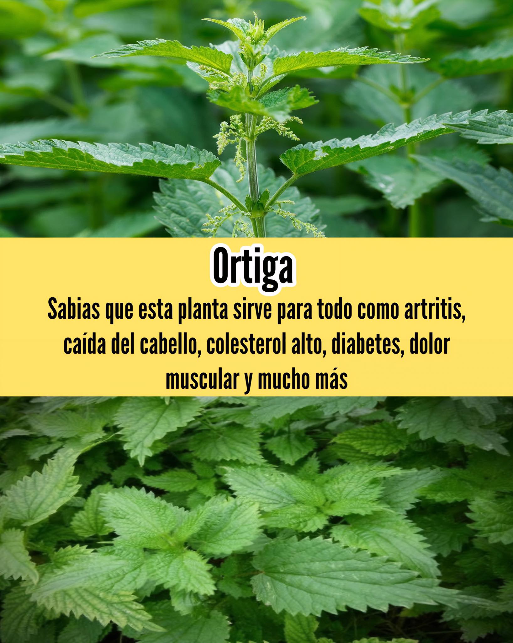Cómo Usar la Ortiga para Tratar Afecciones Comunes de Forma Natural - Wowug
