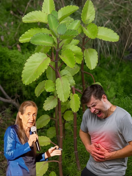 KALANCHOE PINNATA: LA PLANTA MILAGROSA QUE DEBES TENER EN TU HOGAR - Wowug
