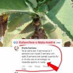 KALANCHOE: USOS MEDICINALES TRADICIONALES Y PRECAUCIONES NECESARIAS